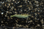 Garnaal Groen